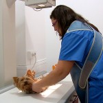 Disponemos de equipo avanzado de radiografia canina en cualquier de nuestros centros veterinarios de Sevilla.