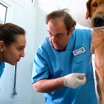Contamos con una amplia experiencia profesional en el cuidado de perros.